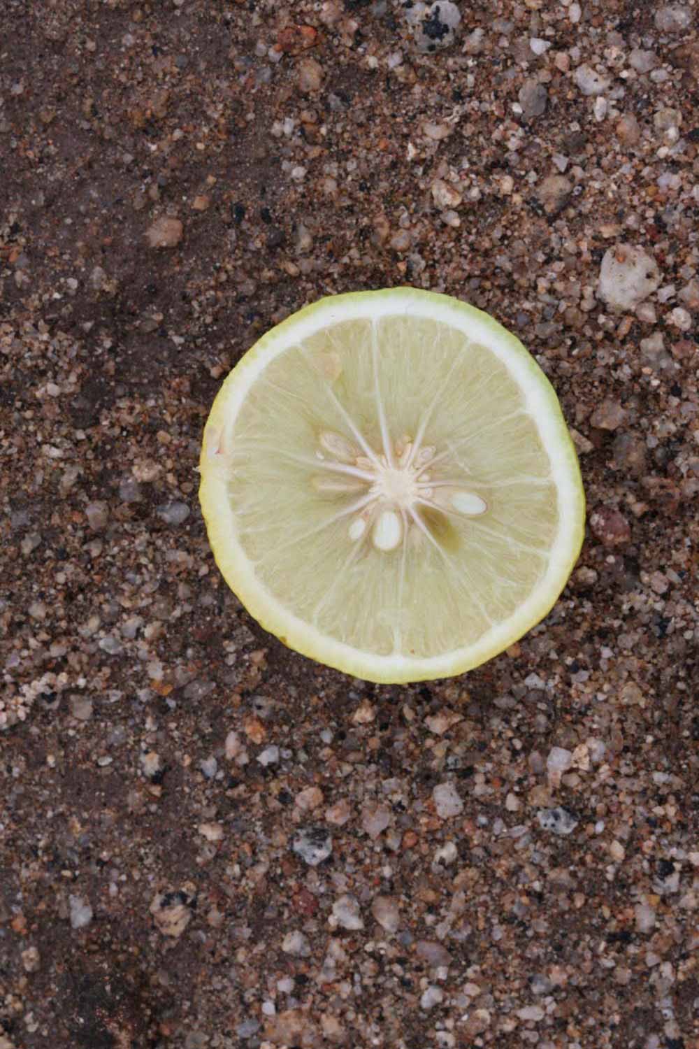              Fruit cross-section (Riverside, CA)       